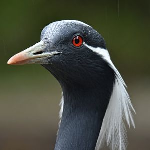 Demoiselle Crane Grus virgo
