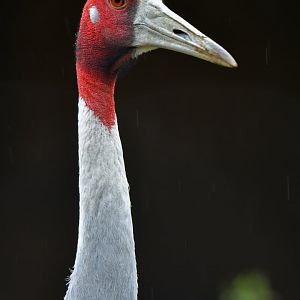 Sarus Crane Antigone antigone