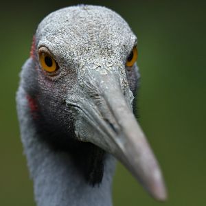 Brolga Antigone rubicunda