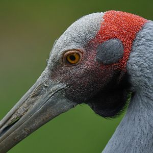 Brolga Antigone rubicunda
