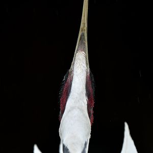 White-naped Crane Antigone vipio