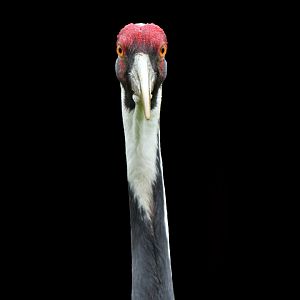 White-naped Crane Antigone vipio