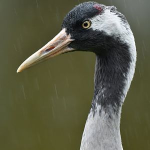 Common Crane Grus grus