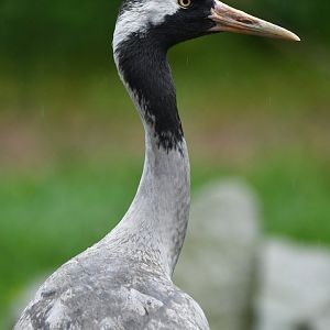 Common Crane Grus grus