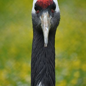 Red-crowned Crane Grus japonensis