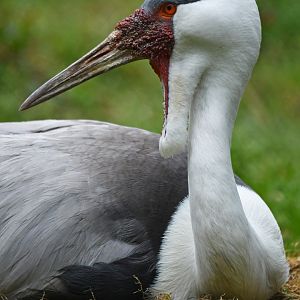 Wattled Crane Grus carunculata