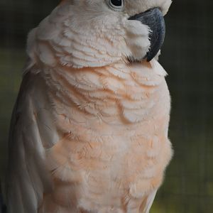 Salmon-crested Cockatoo Cacatua moluccensis