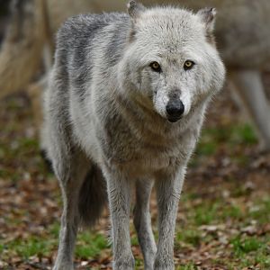 Timber wolf (Canis lupus)