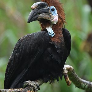 Black-casqued Hornbill Ceratogymna atrata