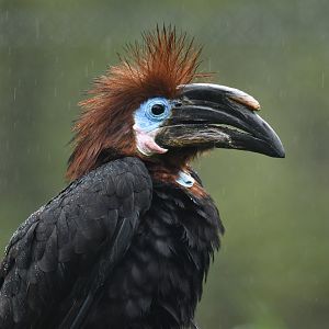 Black-casqued Hornbill Ceratogymna atrata