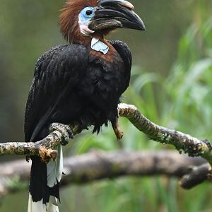 Black-casqued Hornbill Ceratogymna atrata