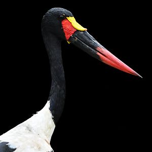 Saddle-billed Stork Ephippiorhynchus senegalensis