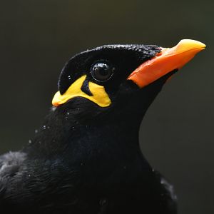 Common Hill Myna Gracula religiosa