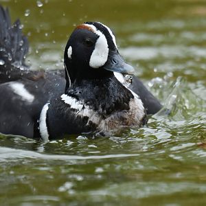 Harlequin Duck Histrionicus histrionicus