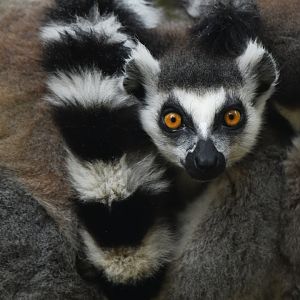 Ring-tailed lemur (Lemur catta)