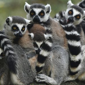Ring-tailed lemur (Lemur catta)