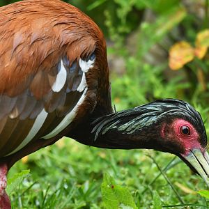 White-winged Ibis Lophotibis cristata