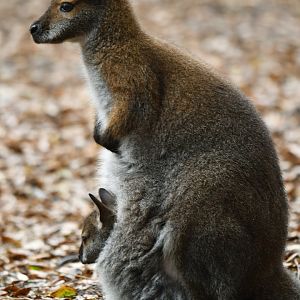 Bennett's wallaby (Notamacropus rufogriseus)