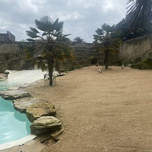 Humboldt Penguin exhibit 280423