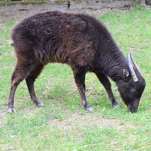 Mountain anoa