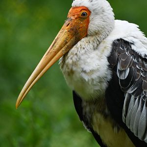 Painted Stork Mycteria leucocephala