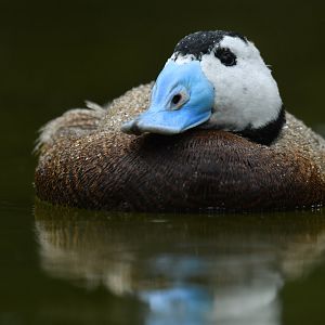 White-headed Duck Oxyura leucocephala