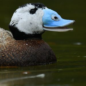 White-headed Duck Oxyura leucocephala