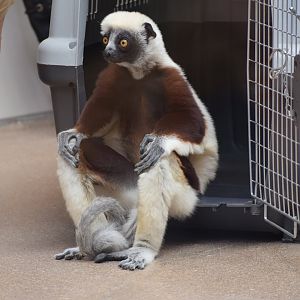 Coquerel's sifaka
