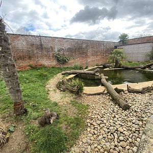 Asian small-clawed otter exhibit 280423