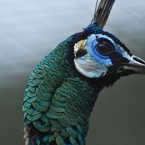Green Peafowl Pavo muticus