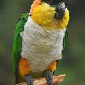 Black-headed Parrot Pionites melanocephalus