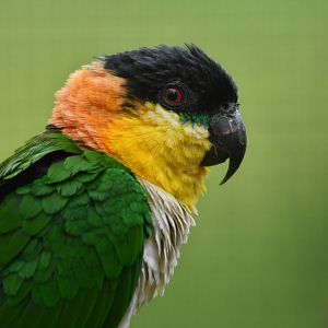 Black-headed Parrot Pionites melanocephalus
