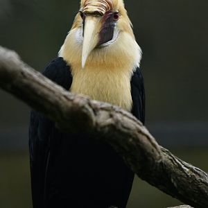 Blyth's Hornbill Rhyticeros plicatus