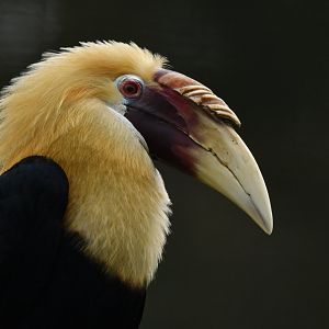 Blyth's Hornbill Rhyticeros plicatus