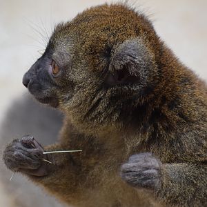 Greater bamboo lemur