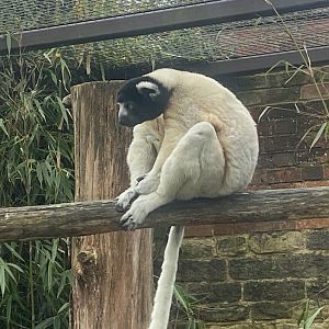 Crowned sifaka 280423