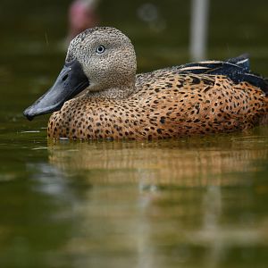 Red Shoveler Spatula platalea