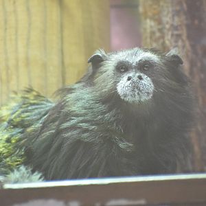 Weddell's saddle-back tamarin