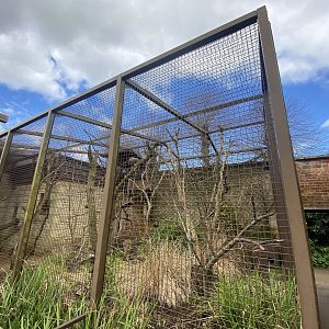Common squirrel monkey and Azara’s agouti enclosure 280423