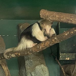 Southern tamandua 280423