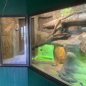Reptile House - Beaded lizard exhibit 280423