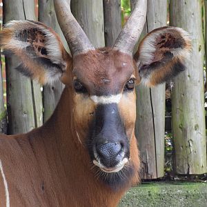 Eastern bongo