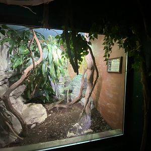 Reptile House - Western gaboon viper exhibit 280423