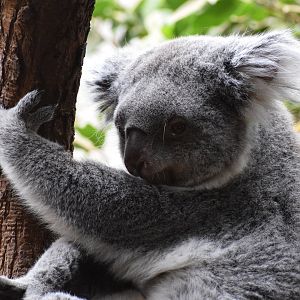 Northern koala