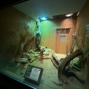 Reptile House - Eastern diamondback rattlesnake exhibit 280423