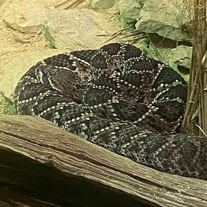 Reptile House - Eastern diamondback rattlesnake 280423