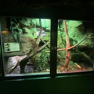 Reptile House - Black tree monitor exhibit 280423