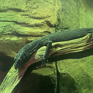 Reptile House - Black tree monitor 280423