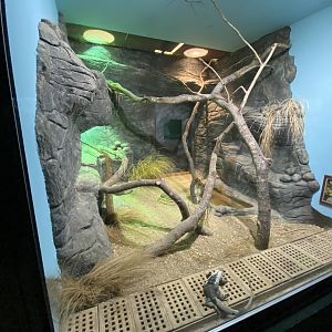 Reptile House - Utila spiny-tailed iguana exhibit 280423