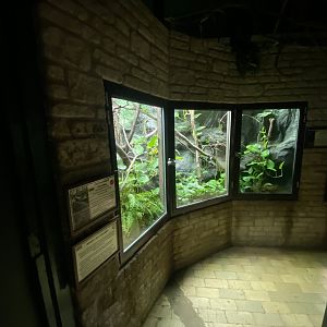 Reptile House - Fiji banded iguana exhibit 280423